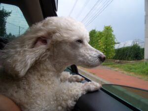 ゴールを決めて、ただひたすらゴールを超高速で目指すことも、できなくもない