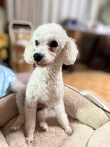 仕様を考えるうえでも良き友よとなるぞ